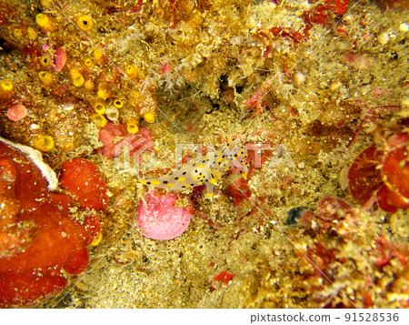 Nudibranch on the move 91528536