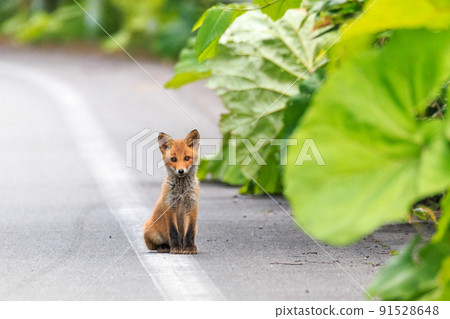 北海道夕張市，一隻赤狐寶寶站在路上 [7 月] 91528648