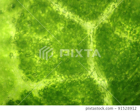 黃瓜葉表面的顯微照片 (400x) 91528912