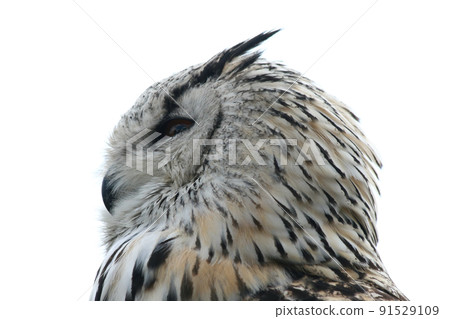 owl (Strigiformes) owl (Strigiformes) 91529109