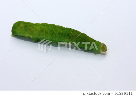 green caterpillar green caterpillar 91529111