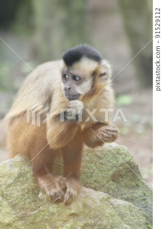 Tufted capuchin (Sapajus apella) Tufted capuchin (Sapajus apella) 91529112