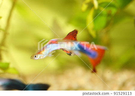 Guppy (Poecilia reticulata) Guppy (Poecilia reticulata) 91529113