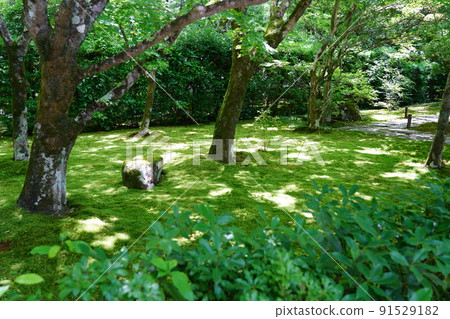 [World Cultural Heritage] Taken in June at Saihoji Temple (Moss Temple) in Kyoto 91529182