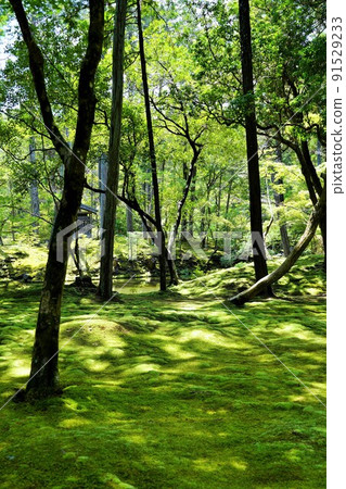 【世界文化遺產】六月攝於京都西法寺（苔蘚寺） 91529233