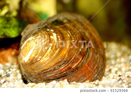 mussel  (Anodontinae) 91529366