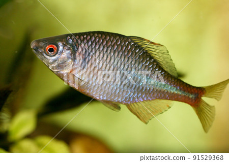 Fish cyprinidae (Rhodeus amarus) Fish cyprinidae (Rhodeus amarus) 91529368