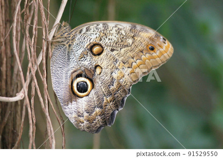 forest giant owl (caligo eurilochus) forest giant owl (caligo eurilochus) 91529550
