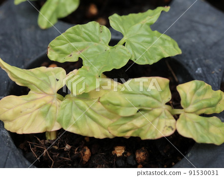 Futaba of the germinated morning glory Futaba of the germinated morning glory 91530031