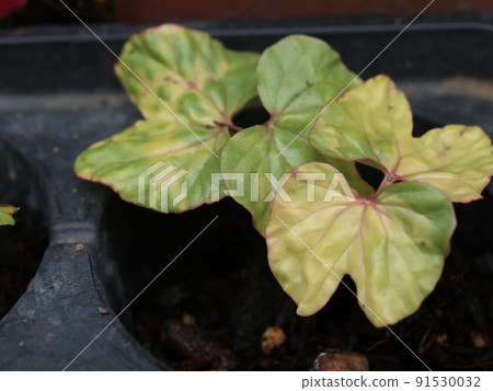 Futaba of the germinated morning glory Futaba of the germinated morning glory 91530032