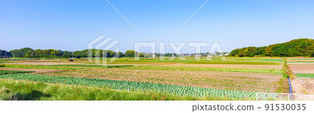 Rural landscape, field agriculture [image of rural Japan] 91530035