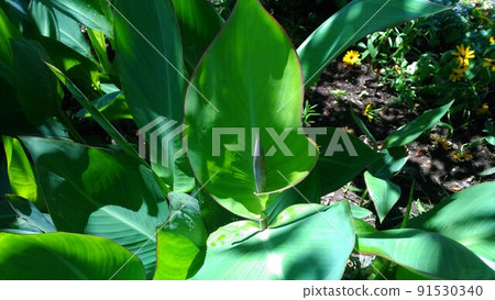 Canna buds with large red flowers 91530340