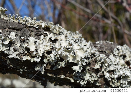 Parmeliaceae 91530421