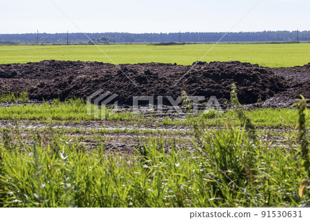 piles of humus manure on the field to fertilize the field territory piles of humus manure on the field to fertilize the field territory 91530631