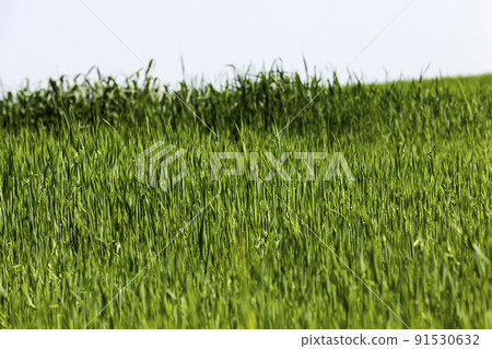 growing livestock feed green oats in a large field 91530632