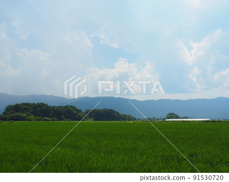 七月稻田風光（長野縣諏訪區原村） 91530720