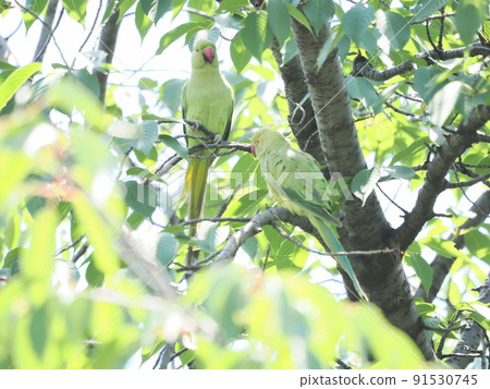 公園裡的玫瑰環鸚鵡 公園裡的玫瑰環鸚鵡 91530745