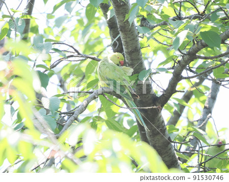 Rose-ringed parakeet in the park Rose-ringed parakeet in the park 91530746