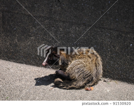 Masked palm civet sleeping in an urban river 91530920
