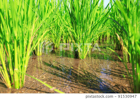 Rice in paddy fields in July Rice in paddy fields in July 91530947