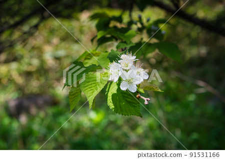 Blow in the refreshing breeze of June and admire a wide variety of plants while strolling through the longed-for Kamikochi Blow in the refreshing breeze of June and admire a wide variety of plants while strolling through the longed-for Kamikochi 91531166