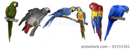 a large set of parrots. Realistic illustration of parrot species. Macaw parrots, blue macaw, Jaco and yellow-blue macaw 91531301