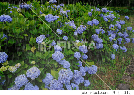 Rain and hydrangea emphasize rain Rain and hydrangea emphasize rain 91531312