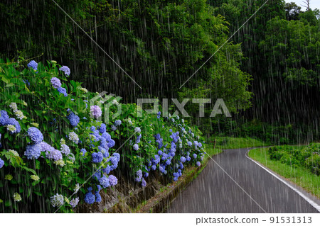 雨和繡球強調雨 91531313