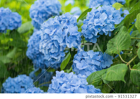 雨和繡球強調雨 91531327