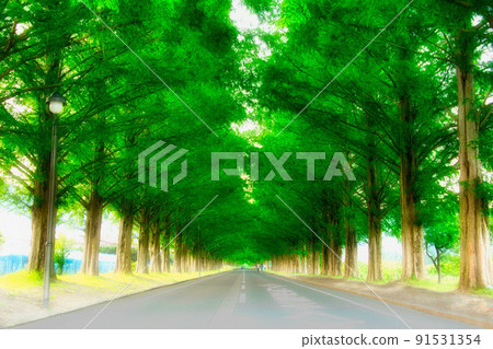 水杉行樹 水杉行樹 91531354