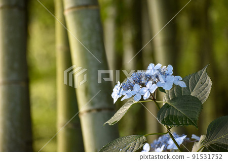 Blue hydrangea blooming against the background of bamboo grove 91531752