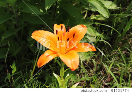 初夏在日本公園開花的橙色百合 91531774