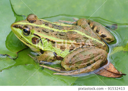 Tokyo dalo frog 91532413