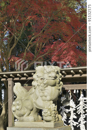 Colored maple leaves and guardian dogs of Daiho Hachimangu 91532575