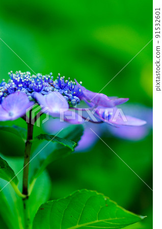 藍色繡球花 藍色繡球花 91532601