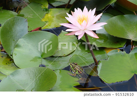 Tokyo Daruma frog and water lily flowers 91532610