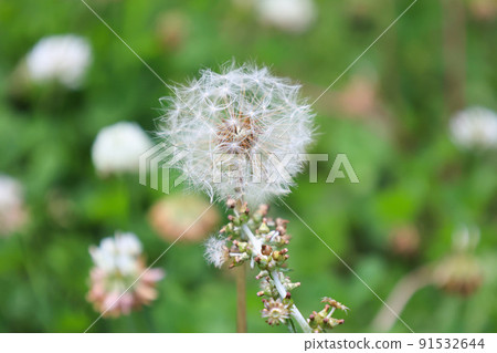 Dandelion cotton in the flower garden 91532644