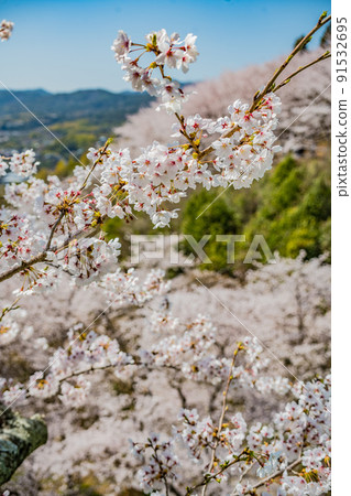 廣島賞櫻、東廣島、秋津、聖福寺山公園 91532695