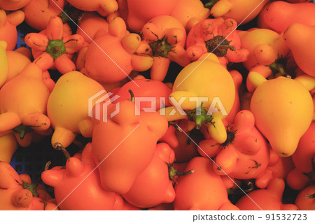 Solanum mammosum, known as nipplefruit, fox head, cow's udder, or apple of Sodom Solanum mammosum, known as nipplefruit, fox head, cow's udder, or apple of Sodom 91532723
