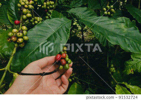 Farmer Hand Checking Coffee Berries In an Organic Farm Farmer Hand Checking Coffee Berries In an Organic Farm 91532724