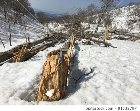 Beech trees on the avalanche runway 91532797