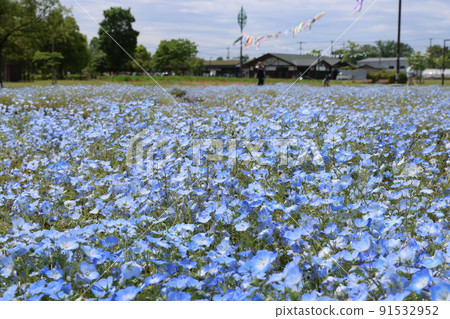 One side of Nemofuira flower One side of Nemofuira flower 91532952