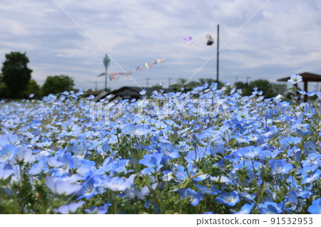 One side of Nemofuira flower One side of Nemofuira flower 91532953