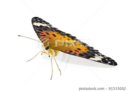 【印度貝母】（深度合成） 91533082