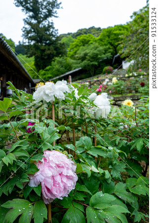 Rainy Hase-dera when peony blooms 91533124