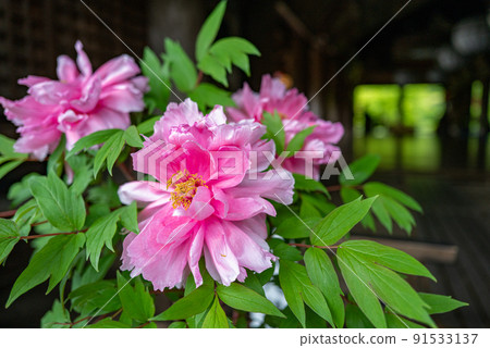 Rainy Hase-dera when peony blooms 91533137