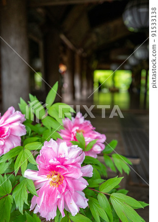 Rainy Hase-dera when peony blooms Rainy Hase-dera when peony blooms 91533138
