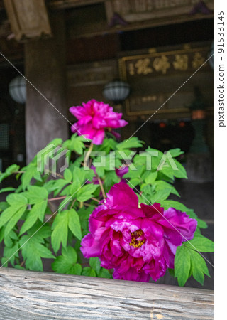 Rainy Hase-dera when peony blooms 91533145