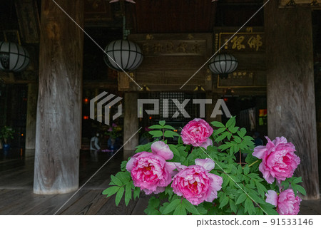 牡丹花開時的雨長谷寺 牡丹花開時的雨長谷寺 91533146