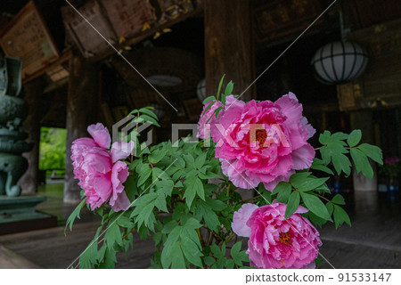 牡丹花開時的雨長谷寺 牡丹花開時的雨長谷寺 91533147